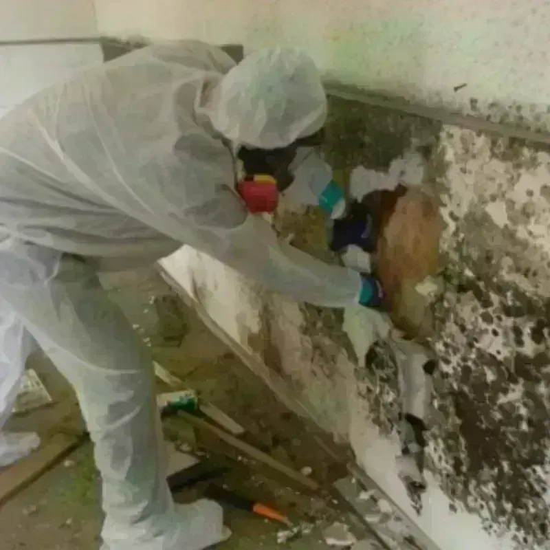 Mold Remediation and Removal in Leoti, KS